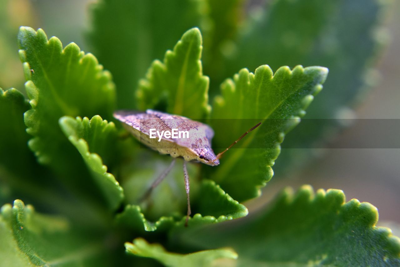 Close-up of fresh green leaves and insect on plant