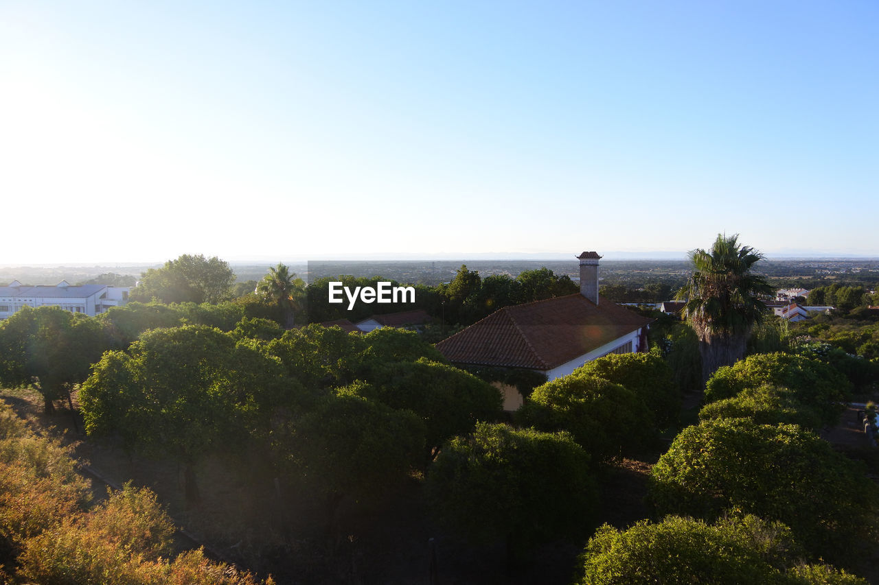 TREES AND PLANTS GROWING ON LANDSCAPE AGAINST CLEAR SKY