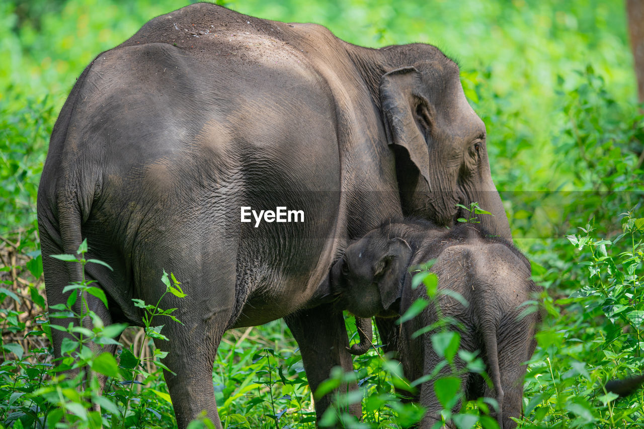 ELEPHANT IN THE FOREST