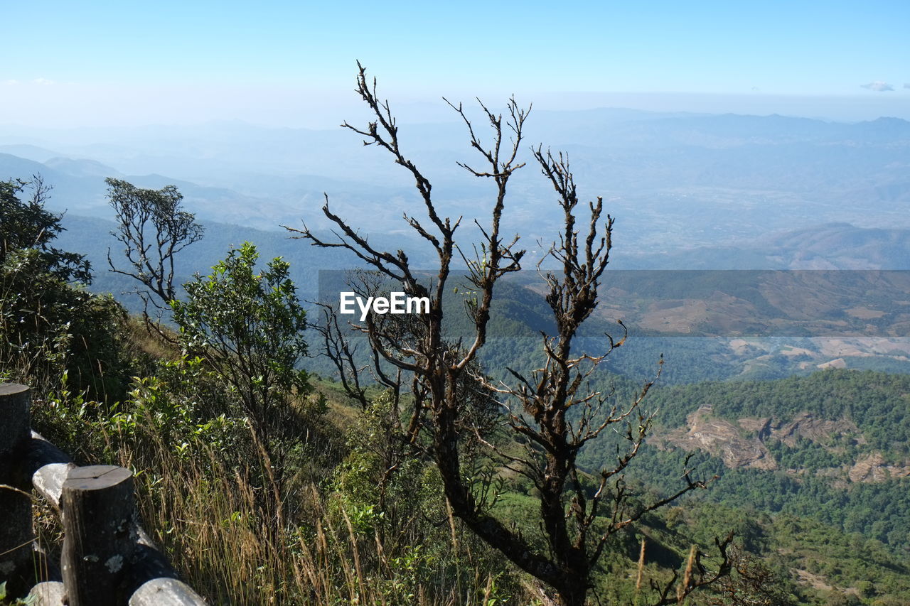 TREES AGAINST MOUNTAIN RANGE