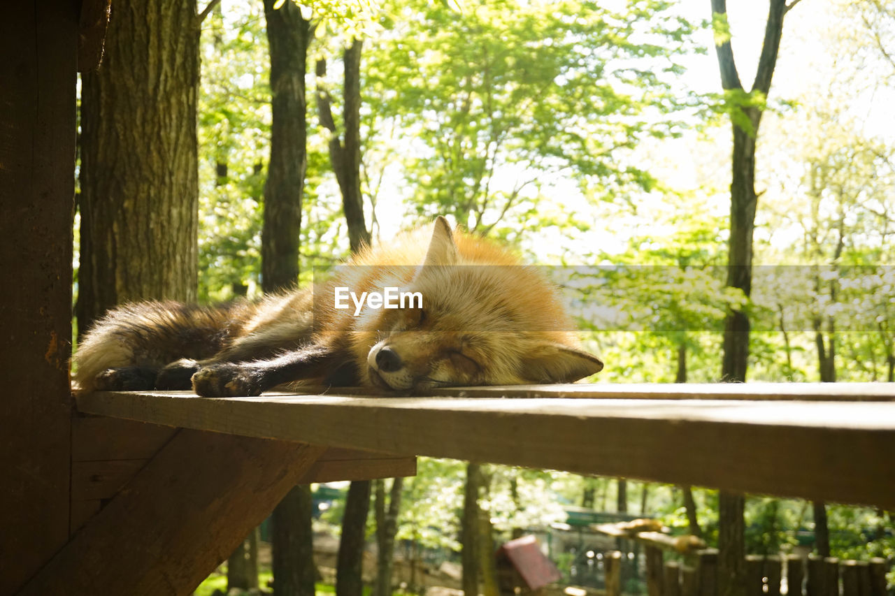 Close-up of fox relaxing on wooden plank by tree in forest