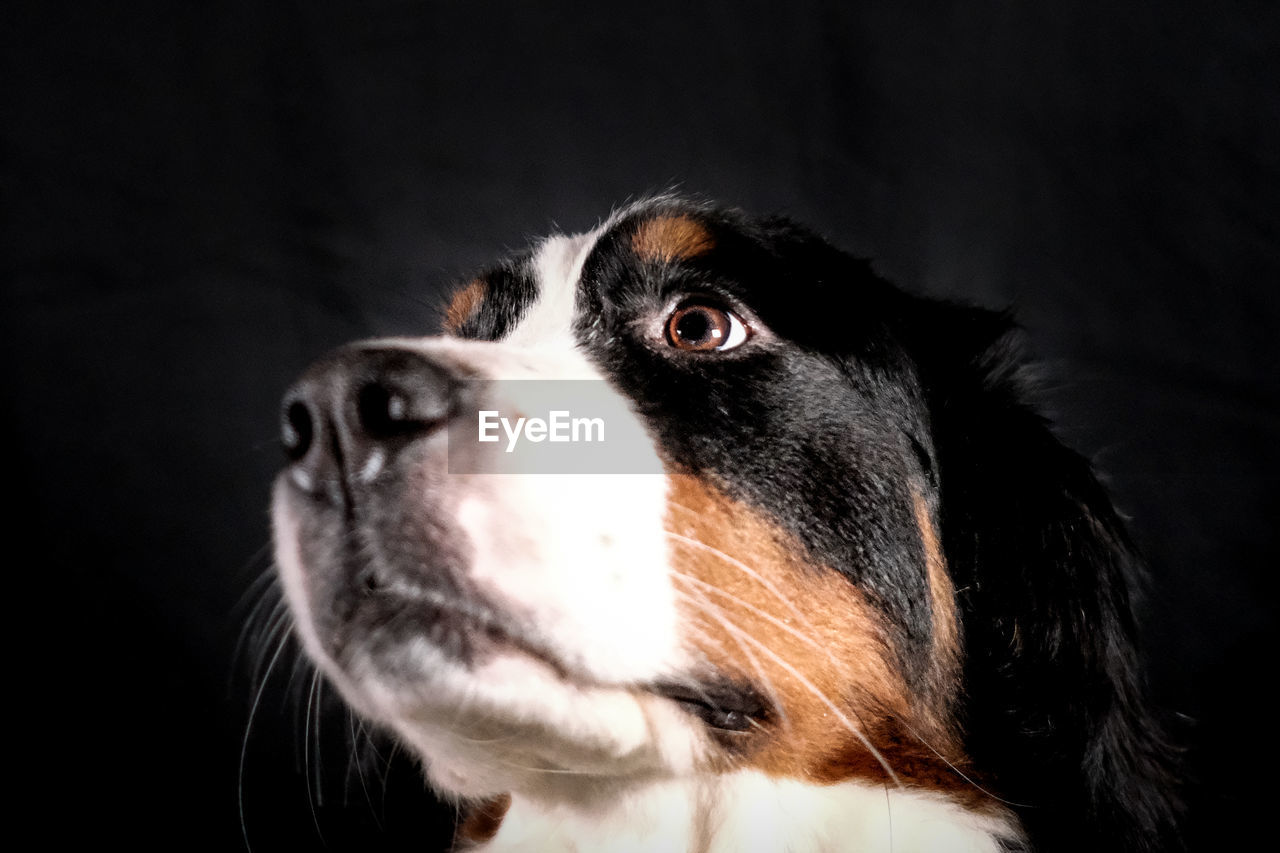 one animal, animal themes, pet, animal, dog, domestic animals, mammal, canine, black background, close-up, animal body part, black, animal head, studio shot, nose, looking, indoors, no people, looking away, portrait, whiskers, looking up, puppy