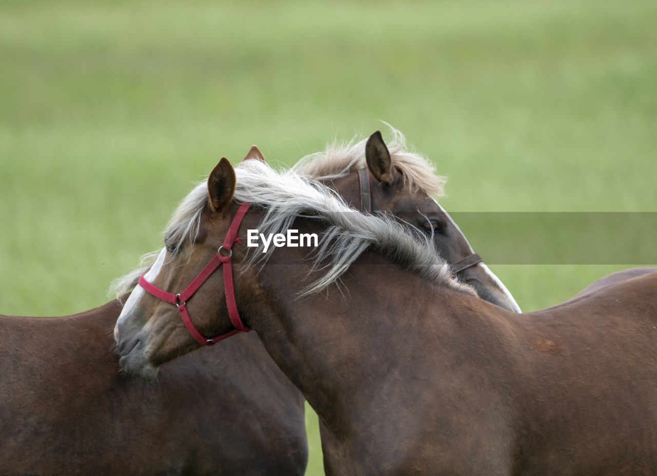 close-up of horse in pen