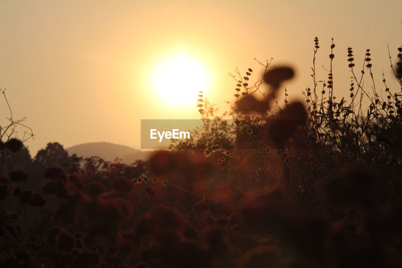 Close-up of plants in field during sunset