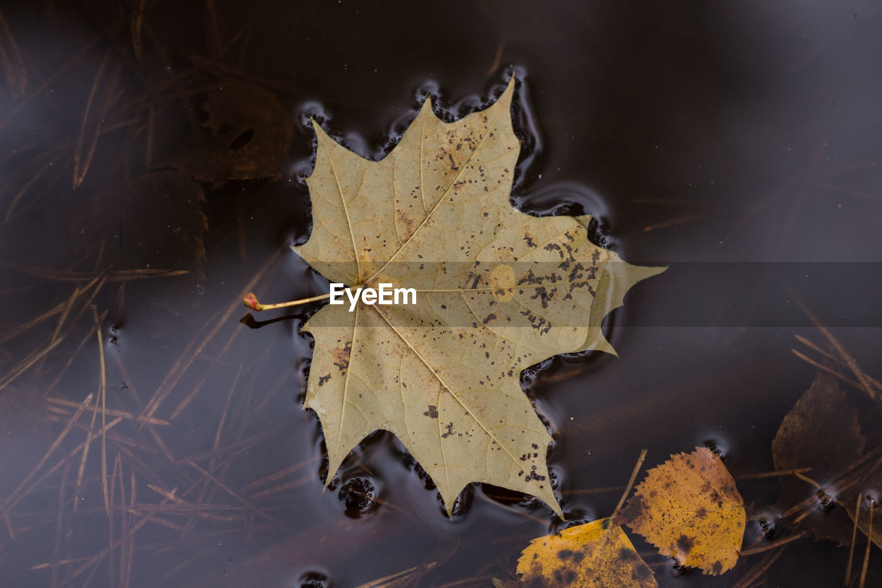 HIGH ANGLE VIEW OF MAPLE LEAF ON LAKE