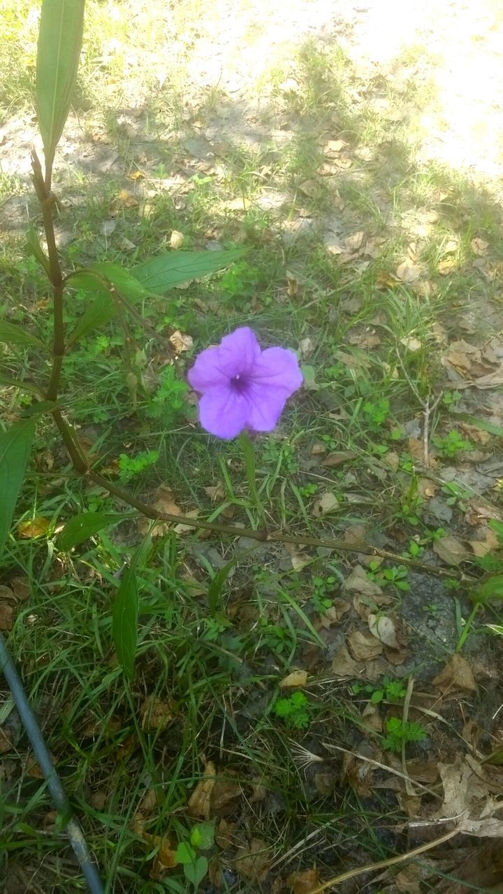 HIGH ANGLE VIEW OF PURPLE FLOWER BLOOMING ON FIELD