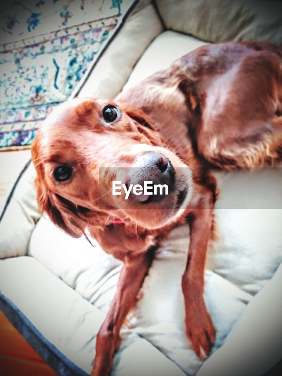 PORTRAIT OF DOG LYING DOWN ON FLOOR