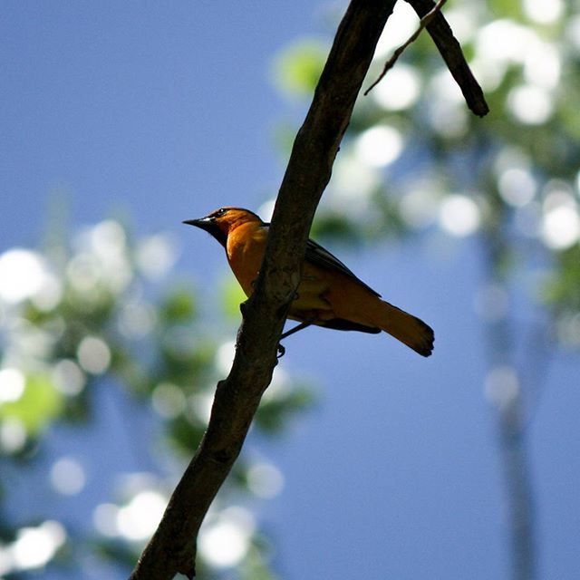 LOW ANGLE VIEW OF BIRDS PERCHING ON TREE