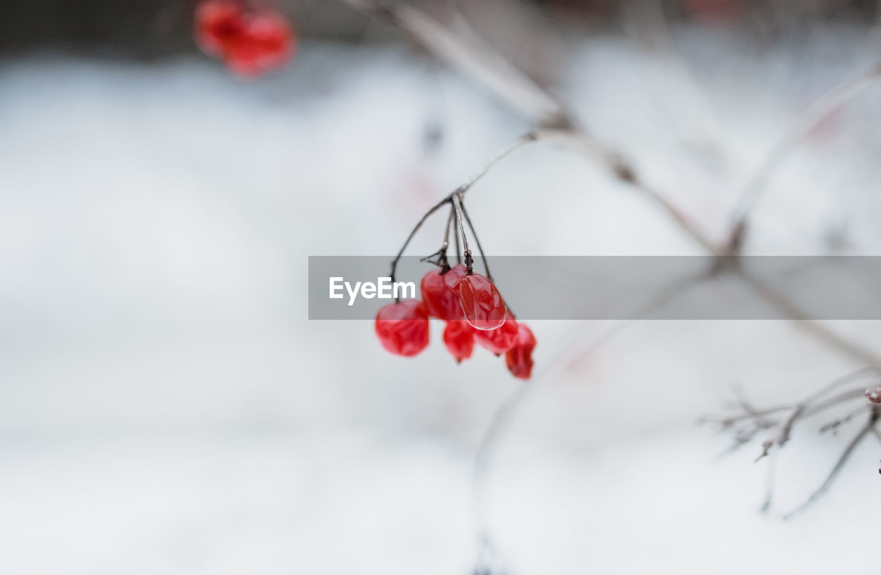 CLOSE-UP OF RED FLOWER ON BRANCH