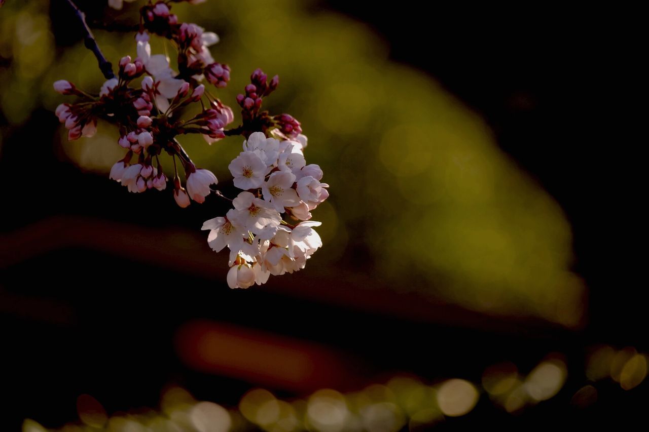 Close-up of blossom