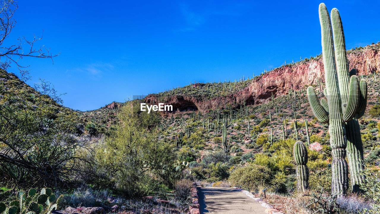 CACTUS PLANTS ON LAND AGAINST BLUE SKY