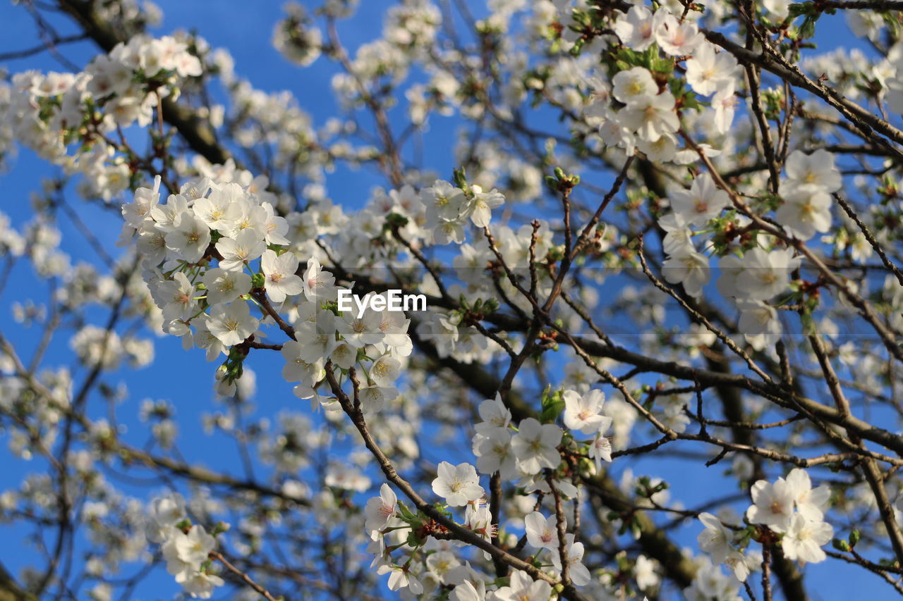 Low angle view of cherry blossoms in spring