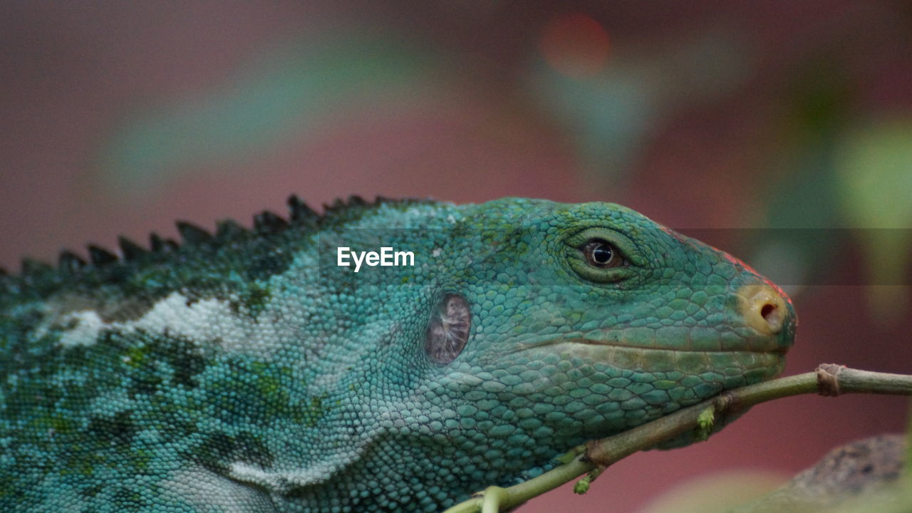 CLOSE-UP OF A TURTLE