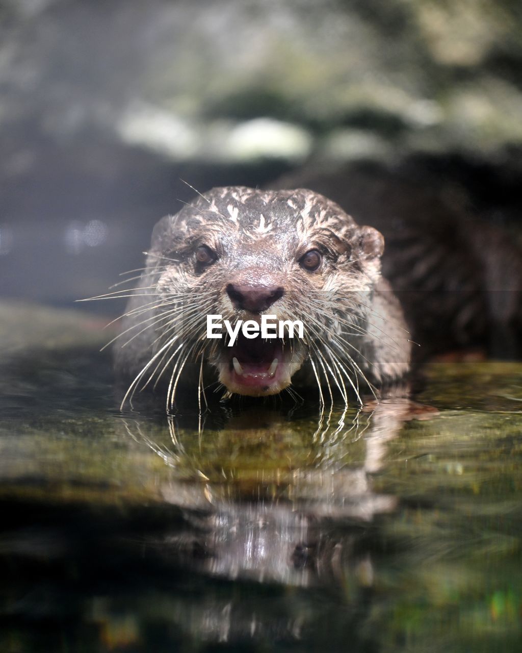 CLOSE-UP PORTRAIT OF AN ANIMAL