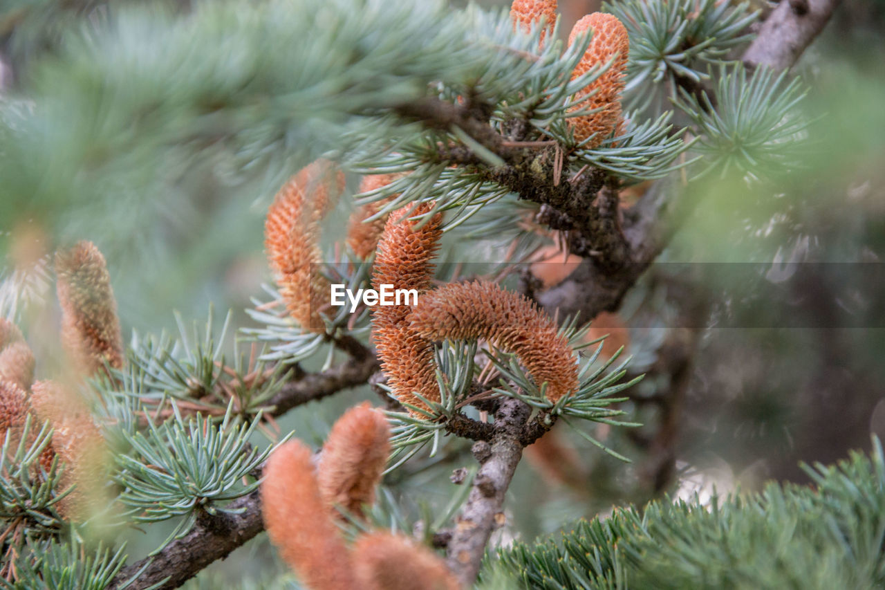 CLOSE-UP OF PINE CONE ON BRANCH