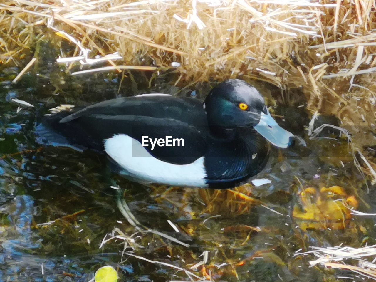 HIGH ANGLE VIEW OF DUCKS SWIMMING IN LAKE
