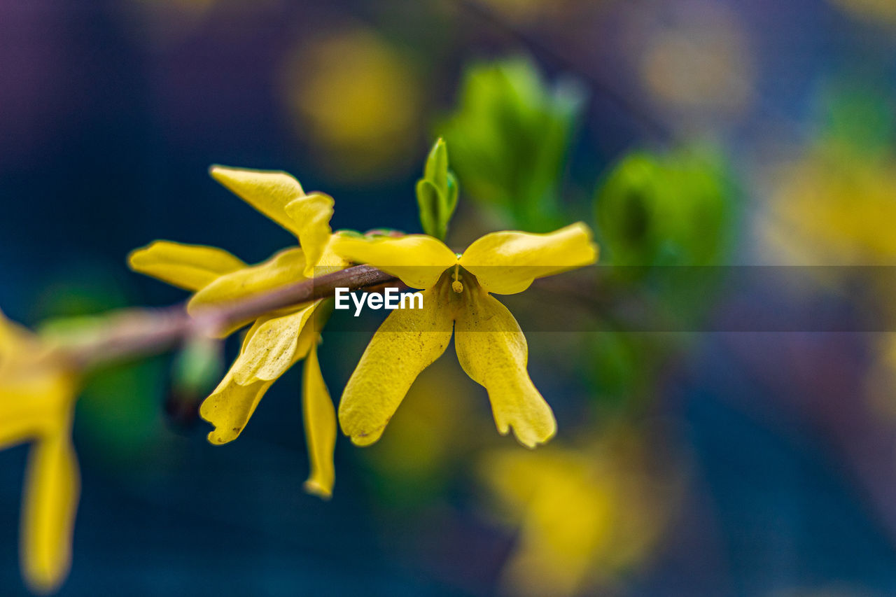 Close-up of yellow flowering plant