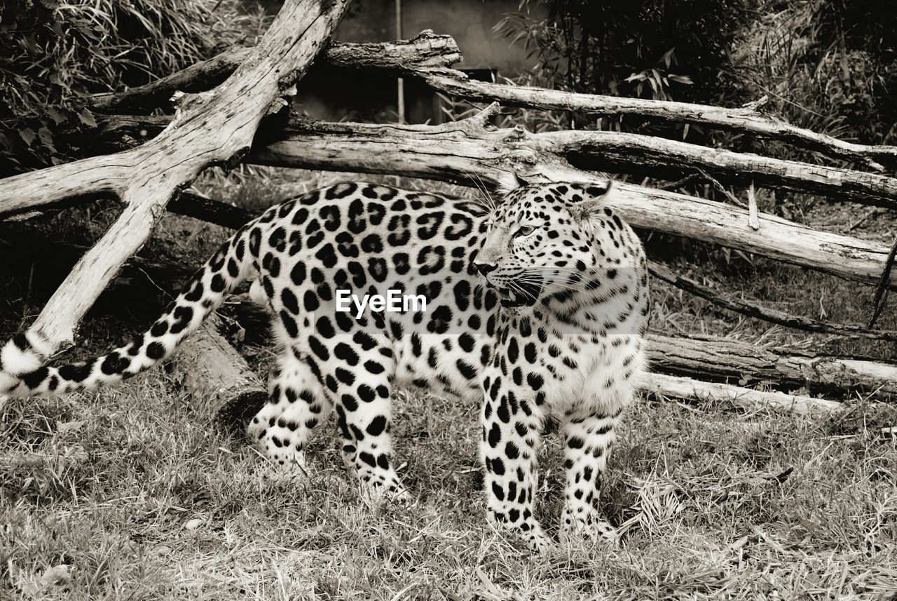 Cheetah on field
