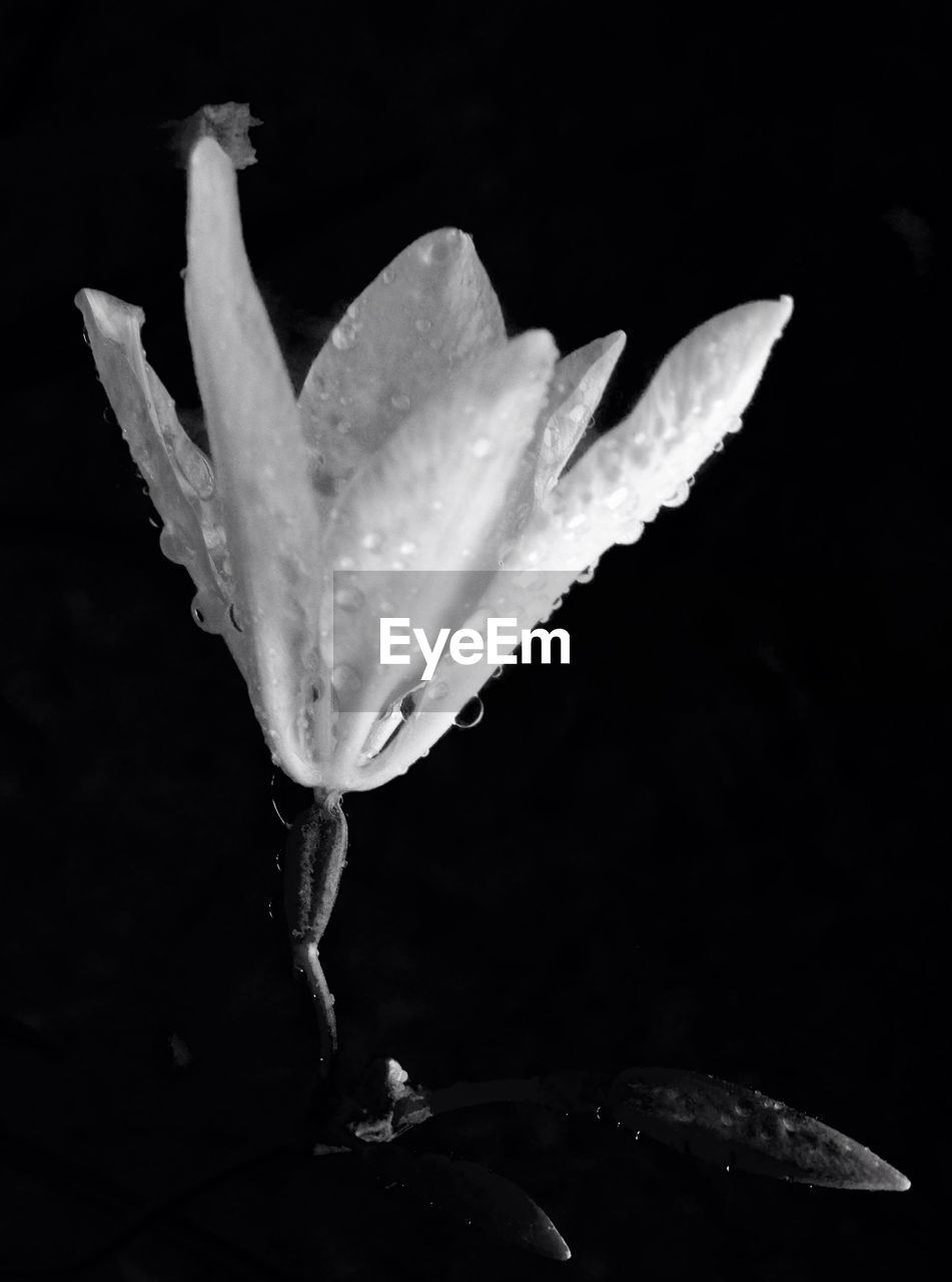 CLOSE-UP OF WET FLOWER