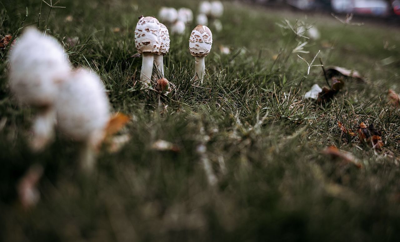 Mushrooms growing on field