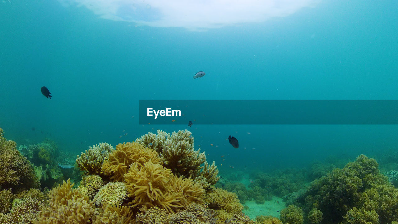 Tropical coral reef seascape with fishes, hard and soft corals.