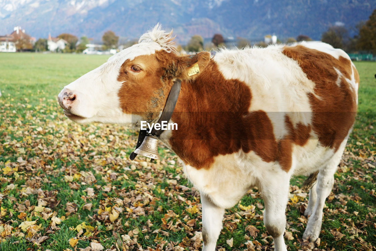 CLOSE-UP OF COW STANDING ON FIELD