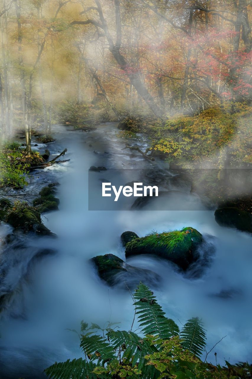 Scenic view of river flowing in forest