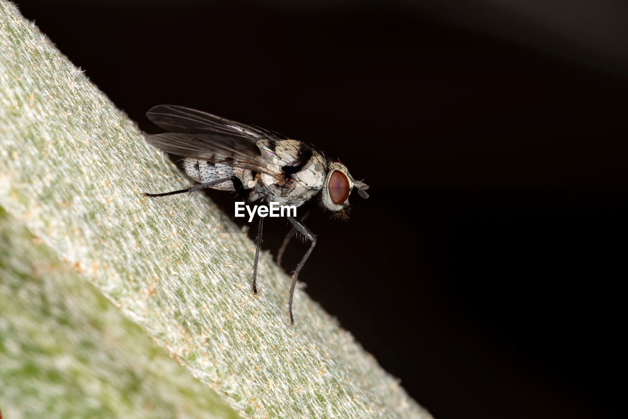 CLOSE-UP OF HOUSEFLY ON WOOD