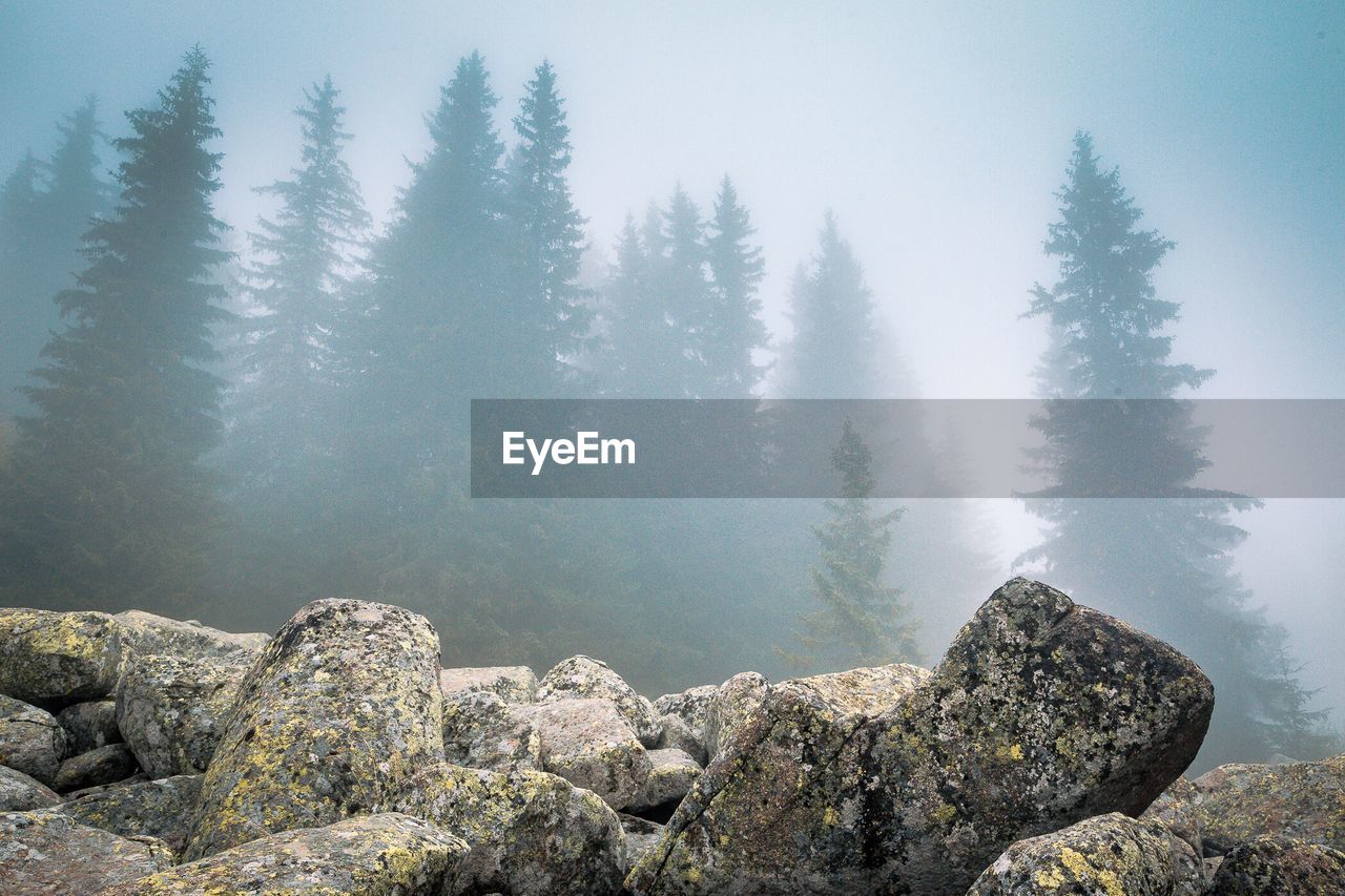 Scenic view of rocks in forest against sky