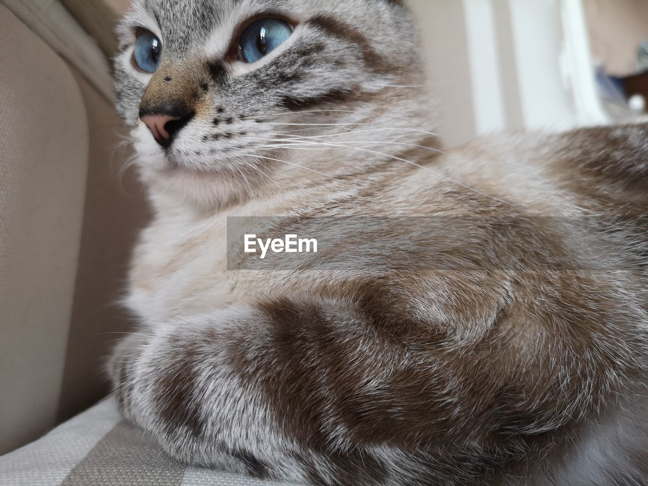 Close-up of a cat looking away at home