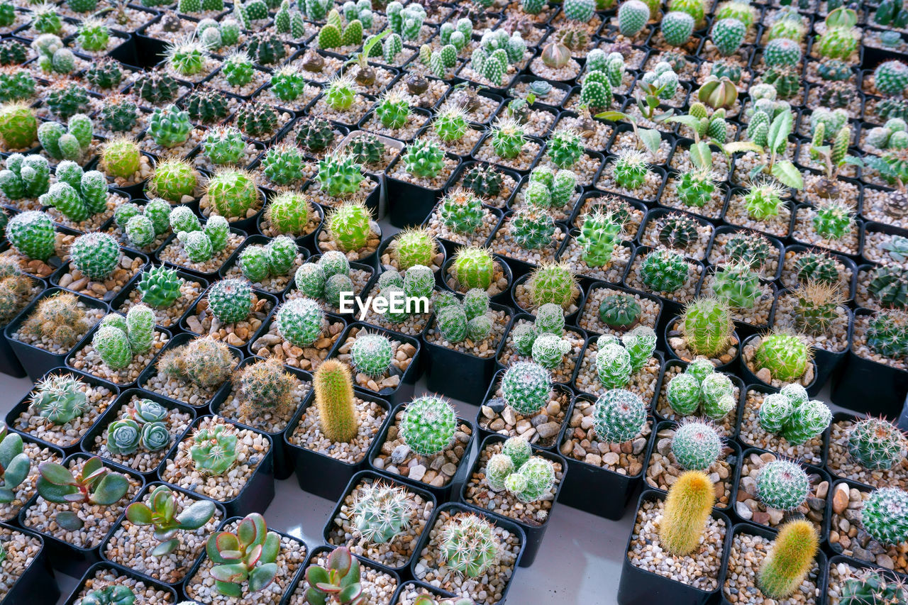 HIGH ANGLE VIEW OF VEGETABLES FOR SALE