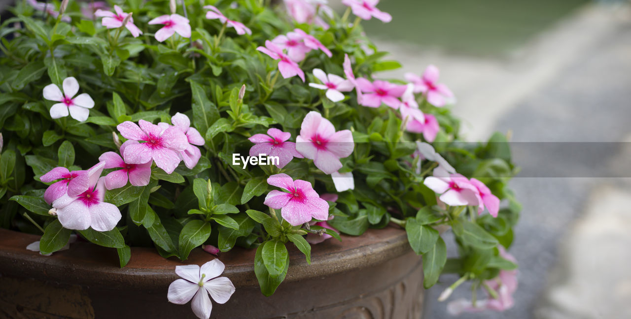 CLOSE-UP OF PINK FLOWER POT