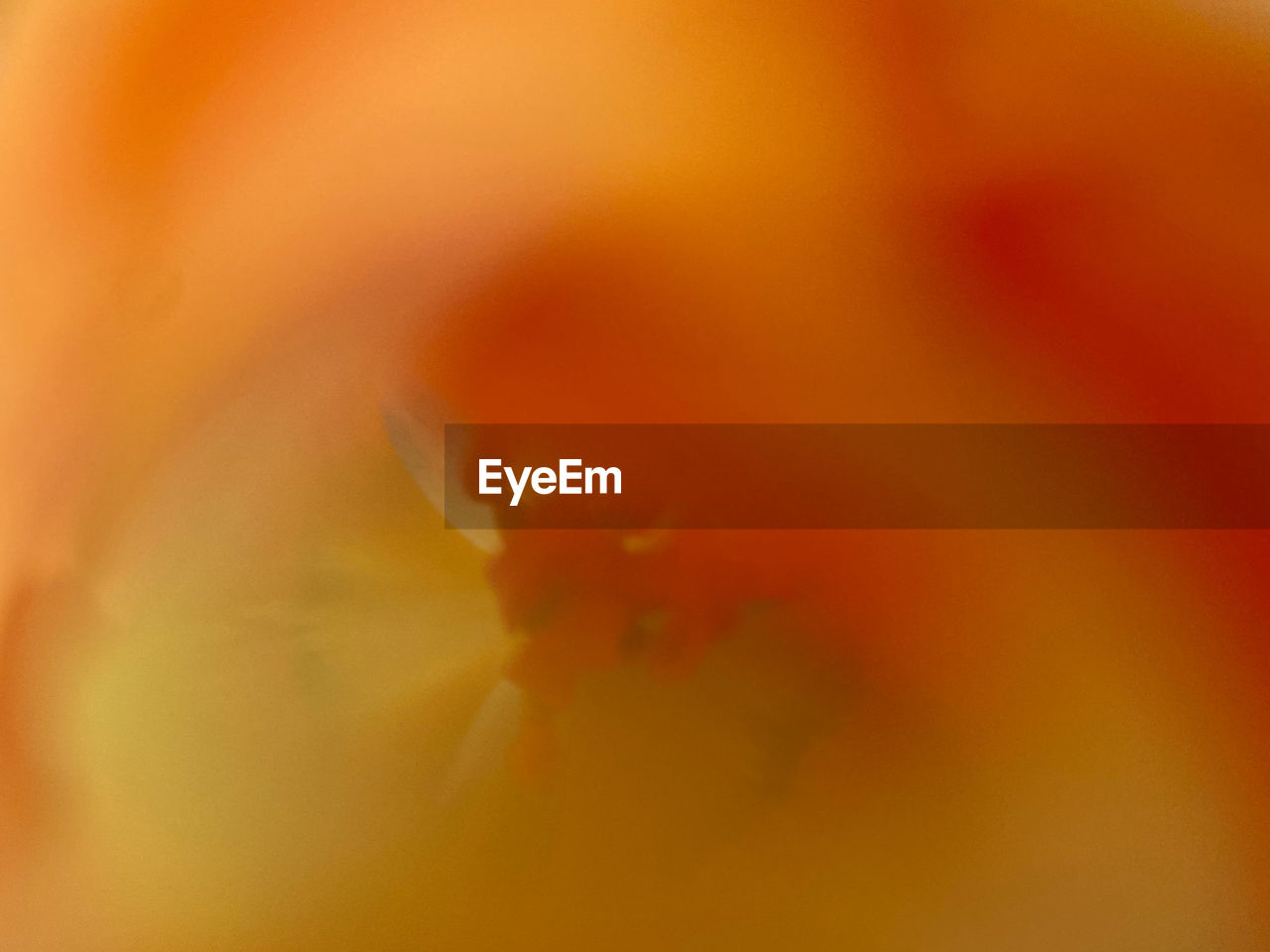 Close-up of yellow flower background 