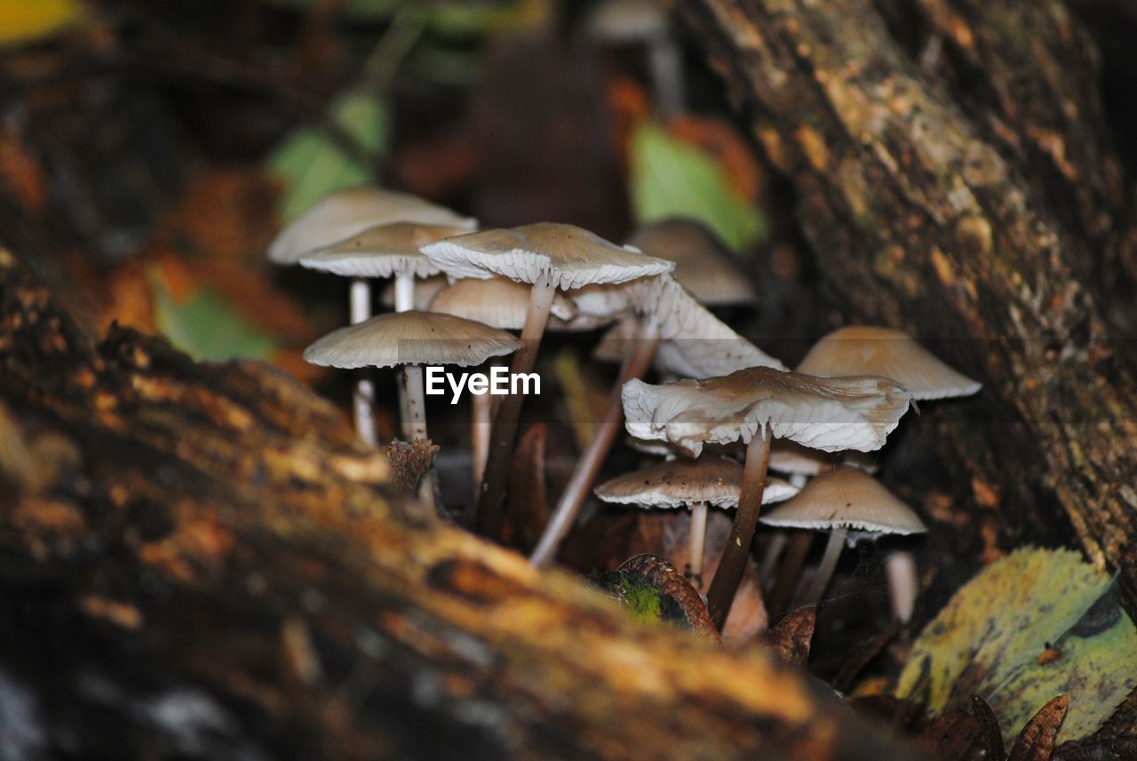 Close-up of mushrooms growing at forest