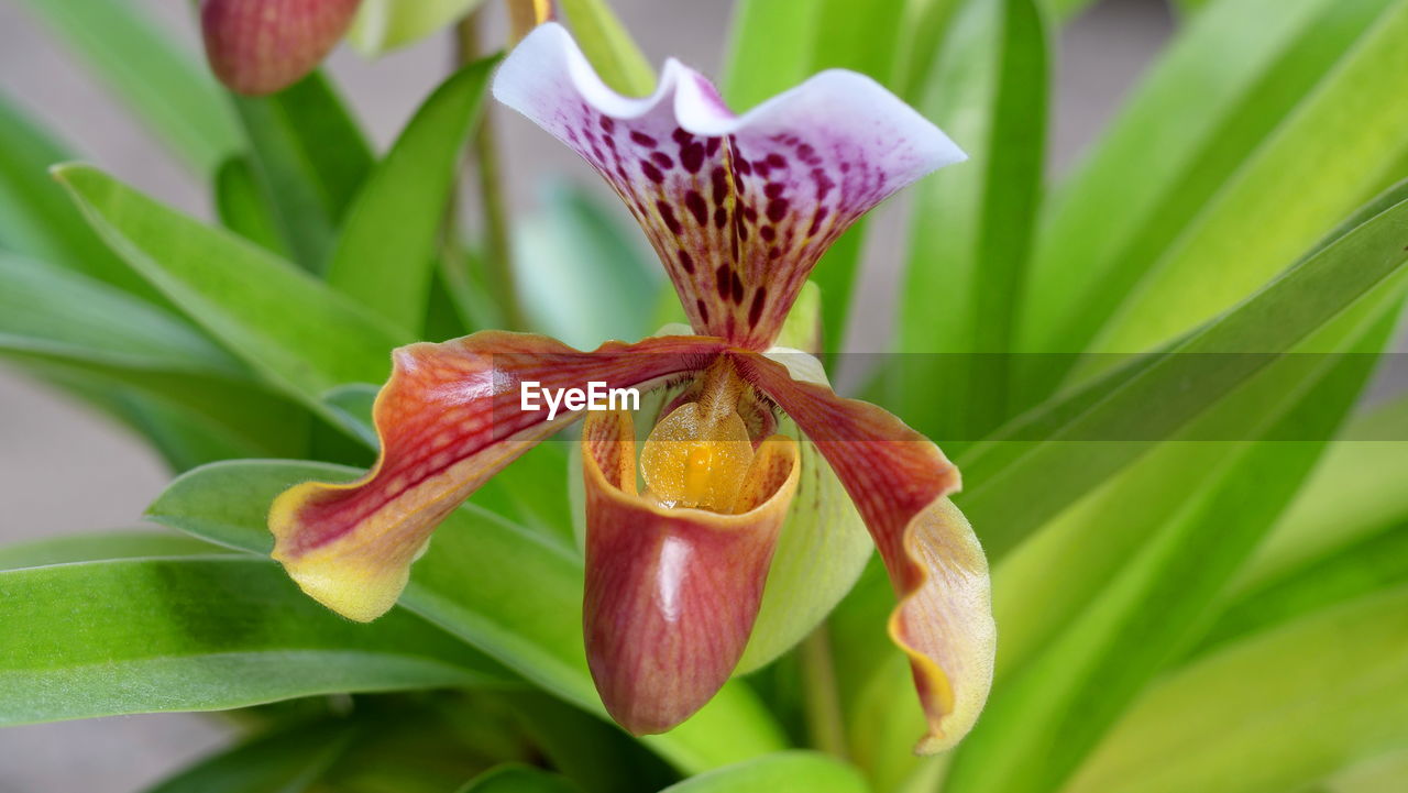 Beatiful green and orange-red orchid