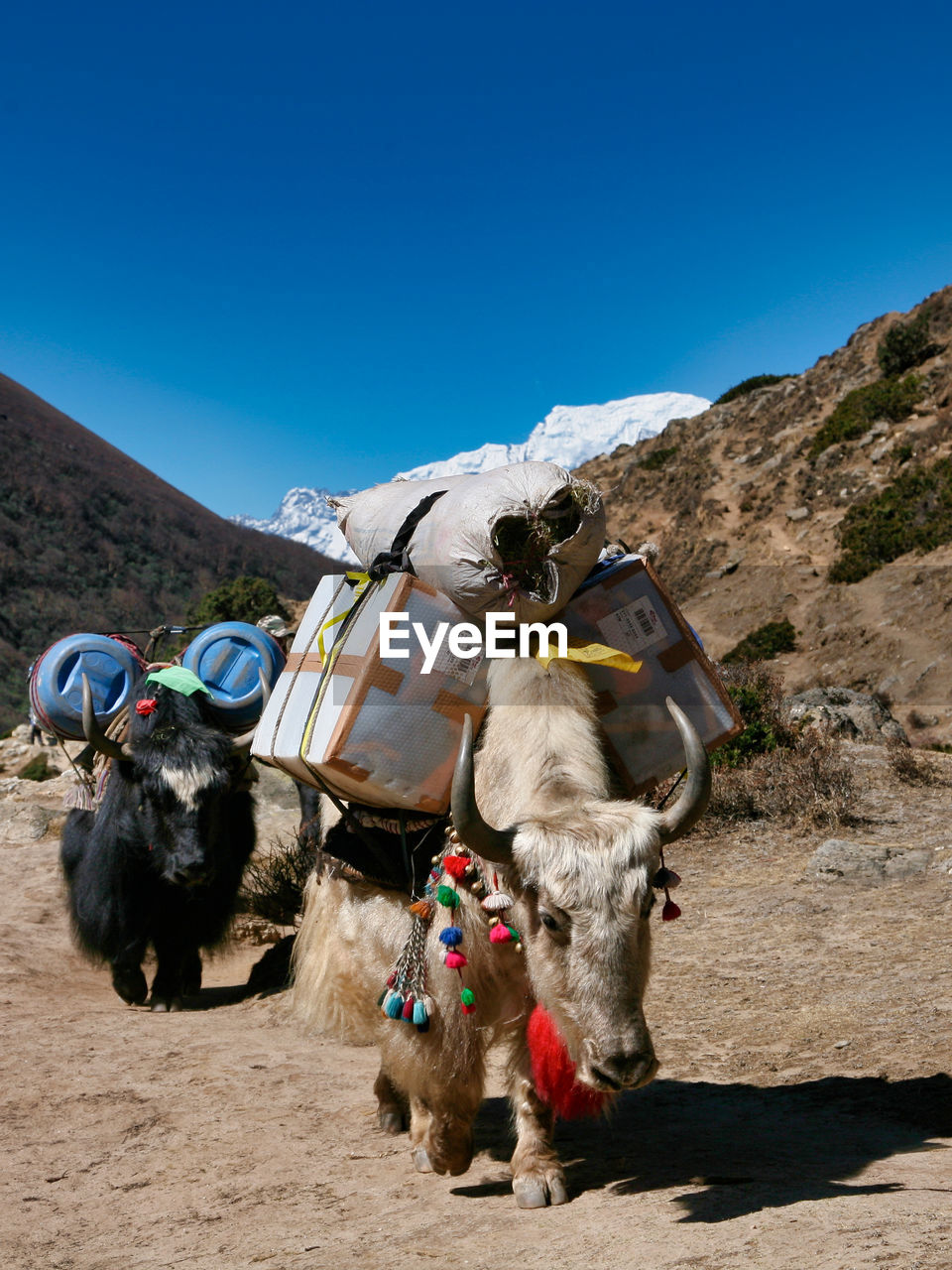 Material transport with yaks in nepal