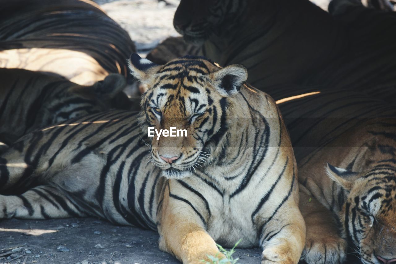 Tigers lying on ground