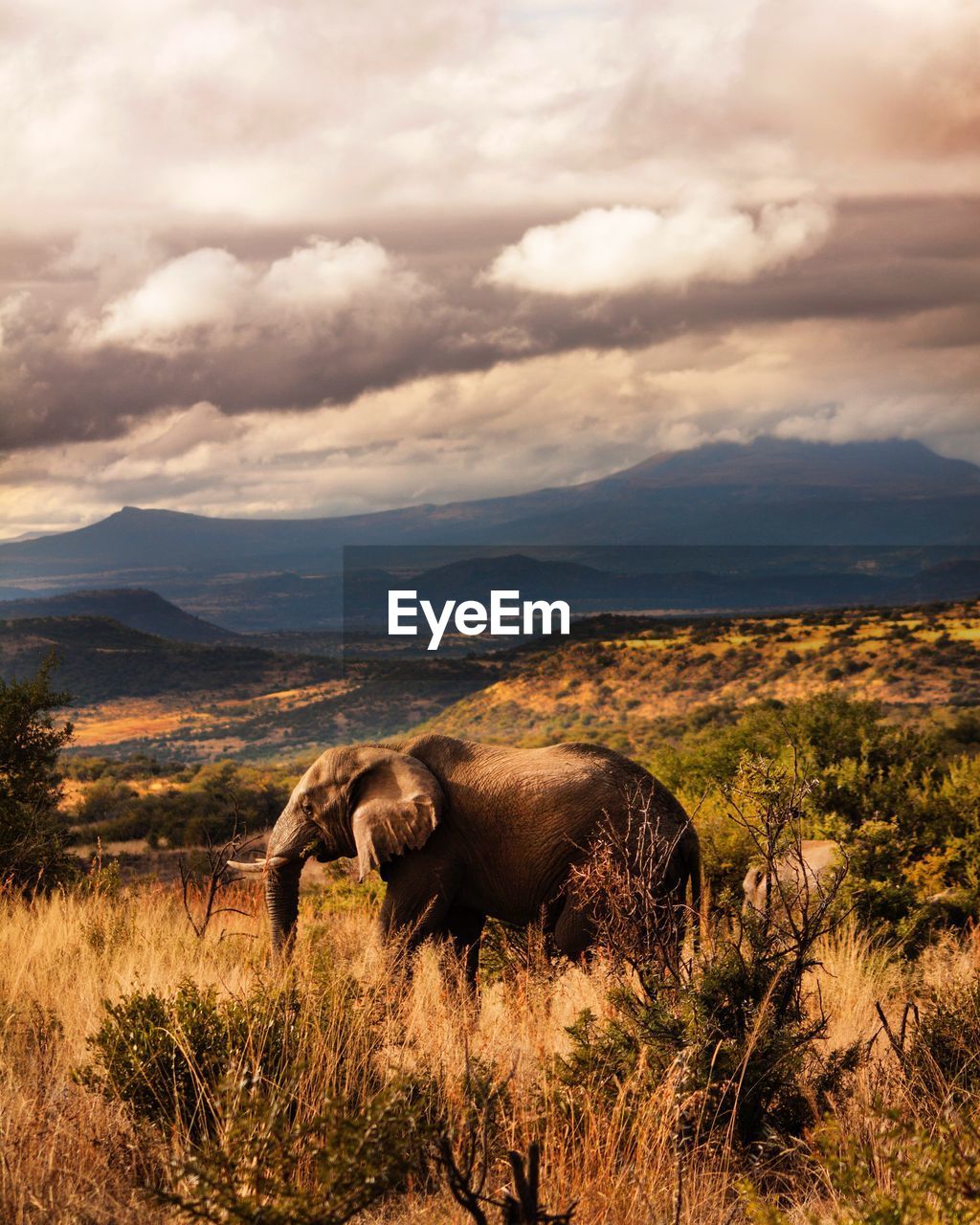 African elephant on grassy field by mountains against cloudy sky