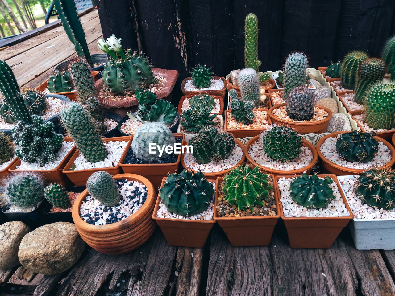 Cactus on wooden background, cactus in pot background