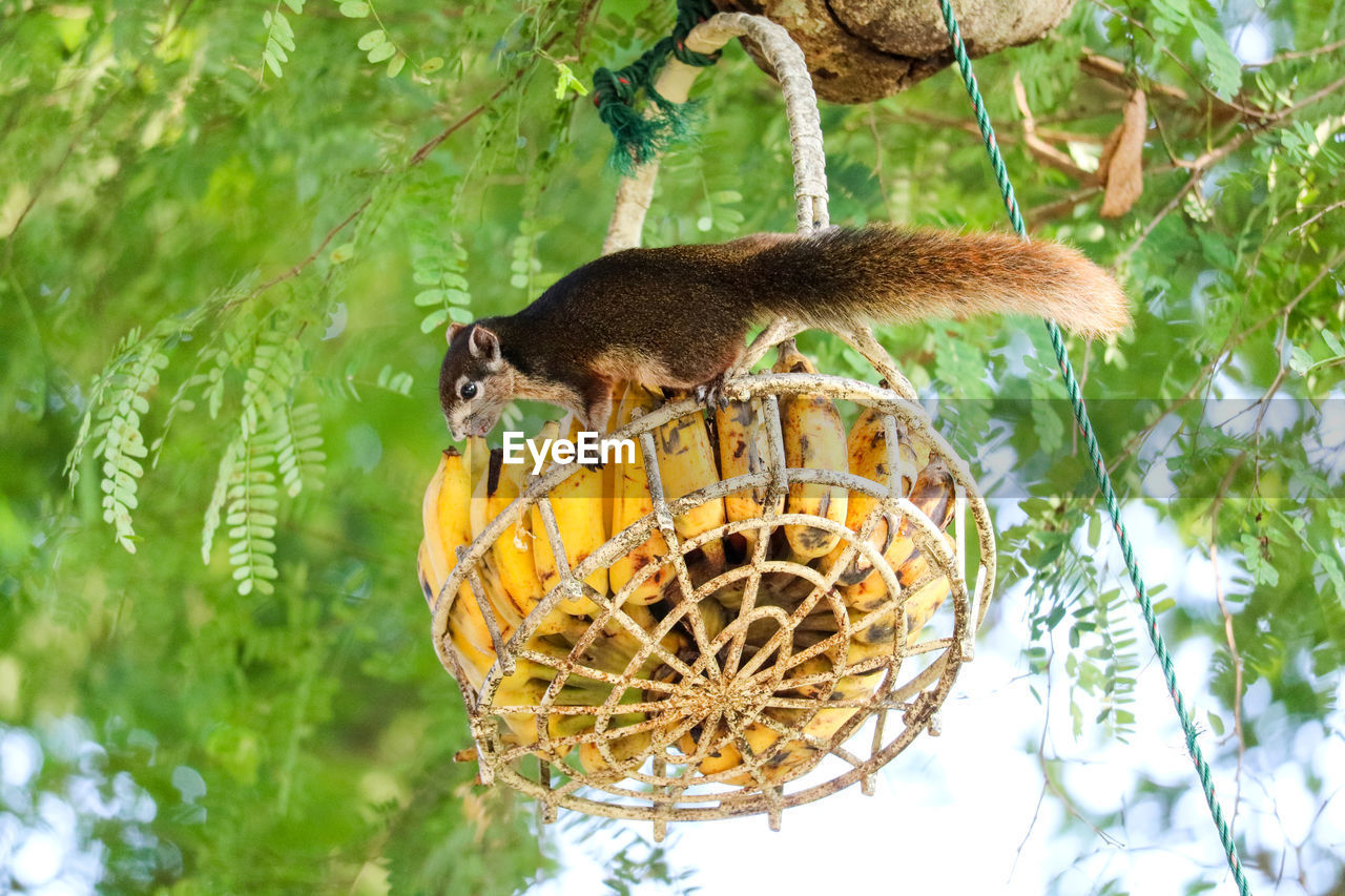 Side view of a reptile on tree