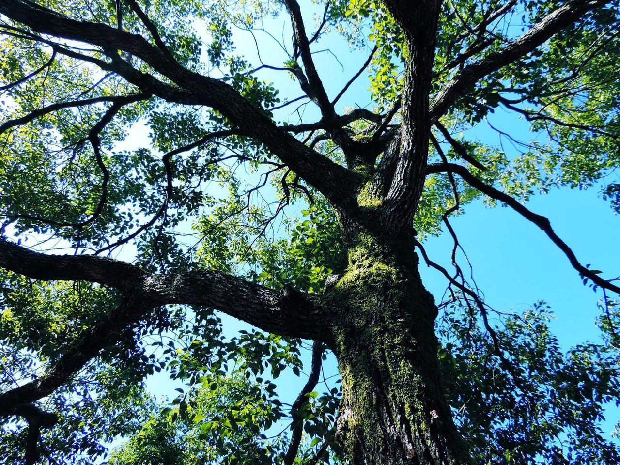 LOW ANGLE VIEW OF TREES AGAINST SKY