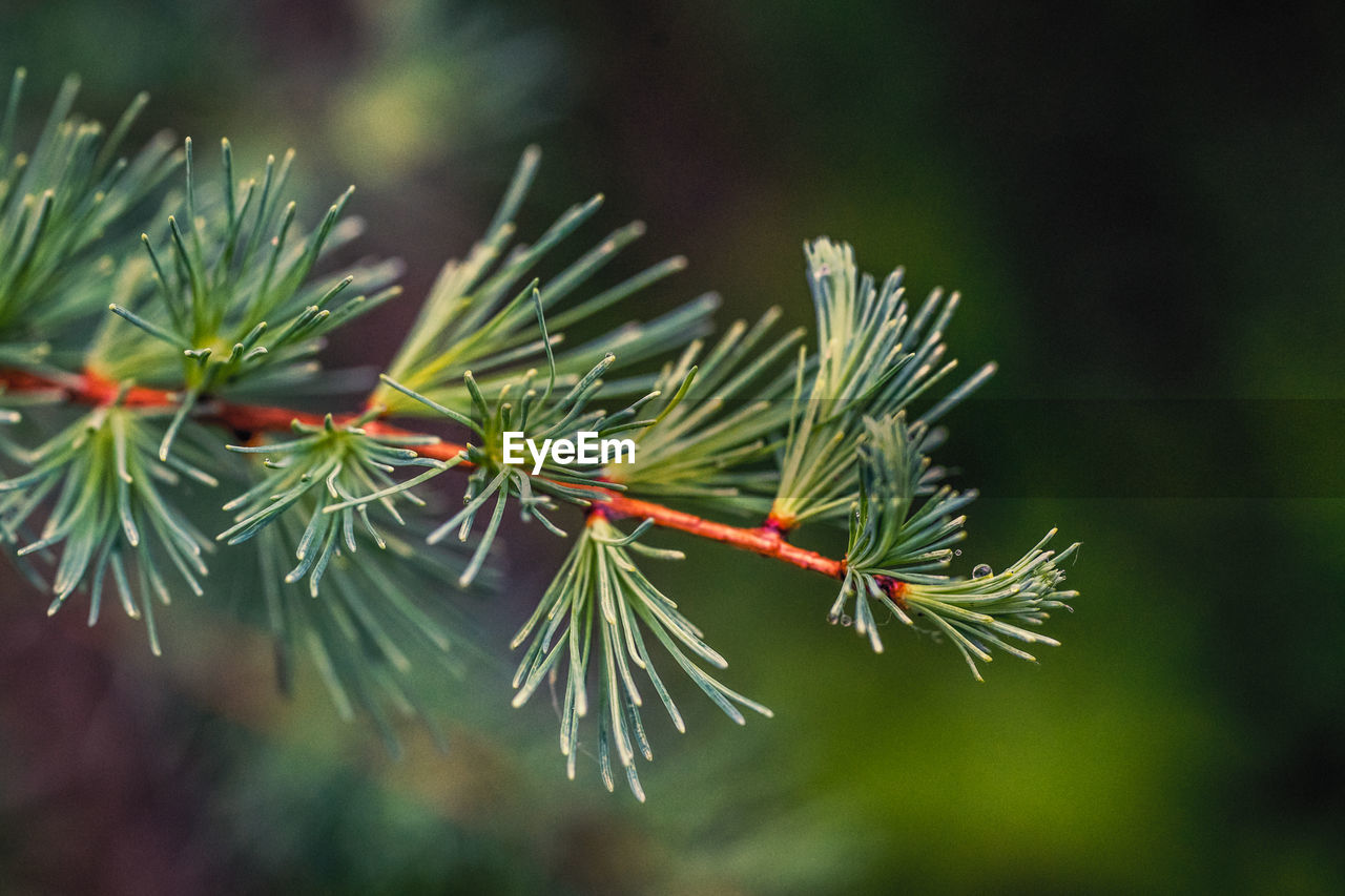 CLOSE-UP OF PINE LEAVES ON TREE