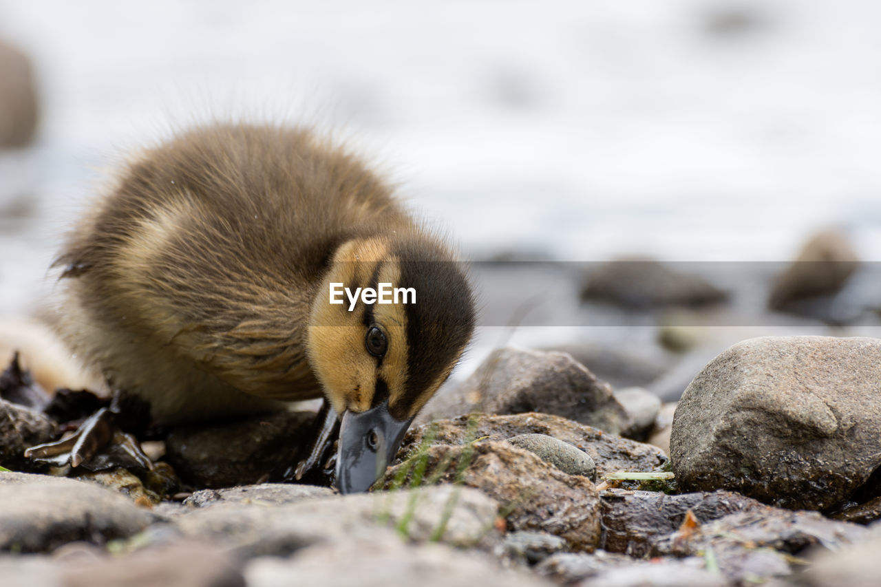 CLOSE-UP OF YOUNG BIRD ON ROCK