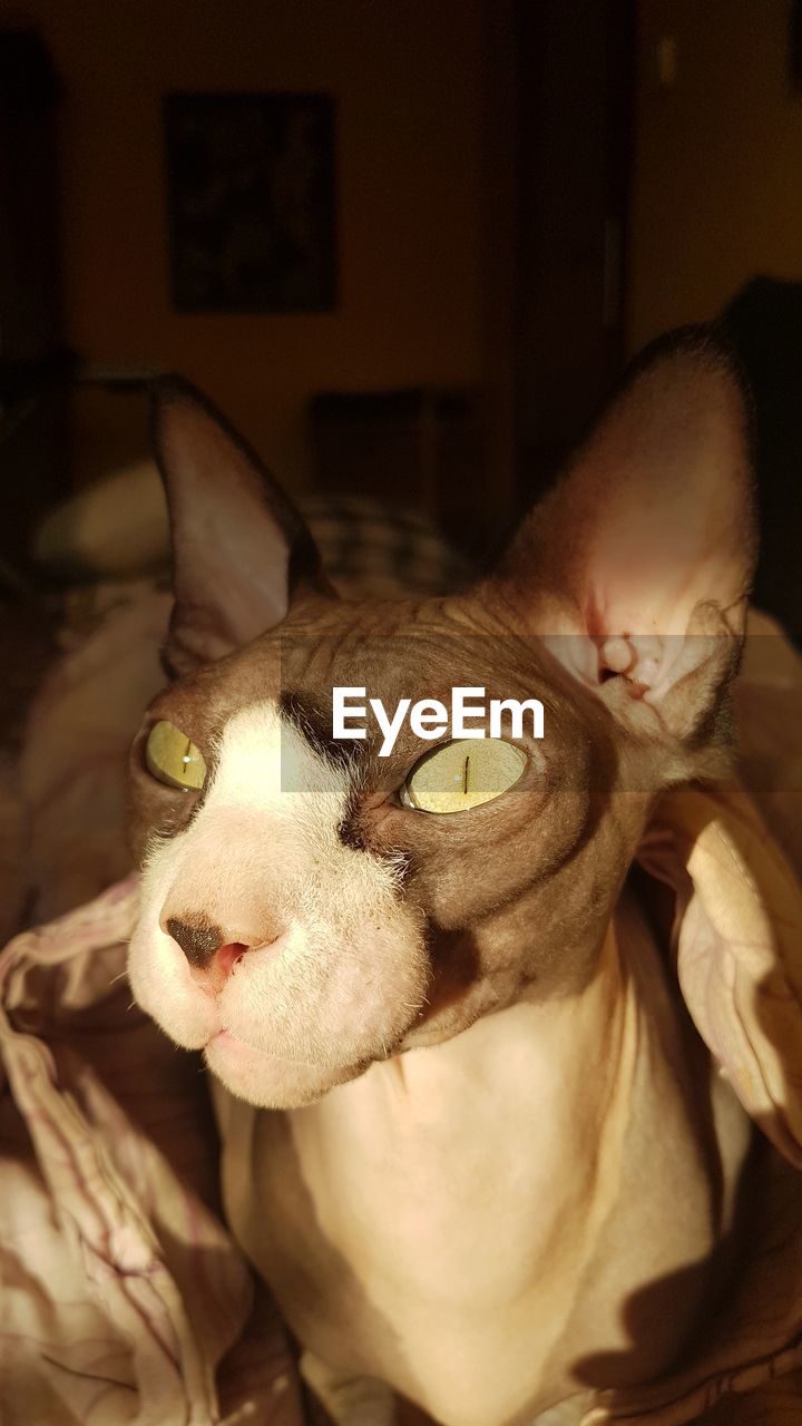 CLOSE-UP PORTRAIT OF CAT RELAXING AT HOME