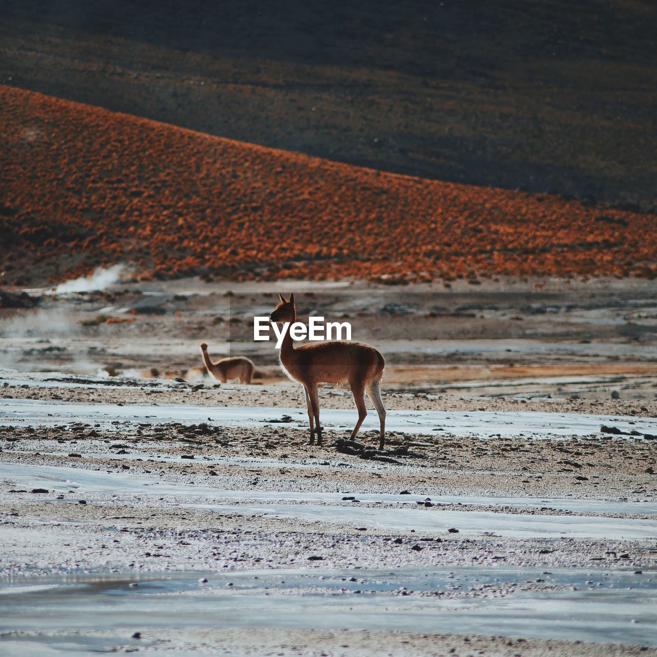 Deer standing on landscape