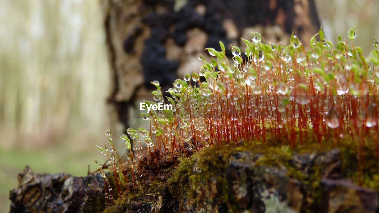 Close-up of moss growing on tree trunk