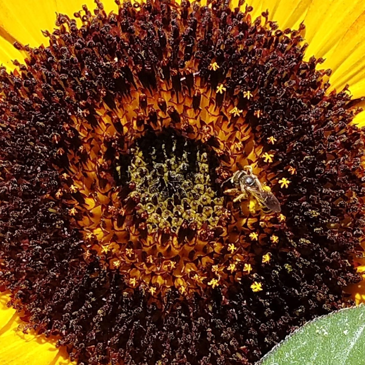 CLOSE-UP VIEW OF SUNFLOWER