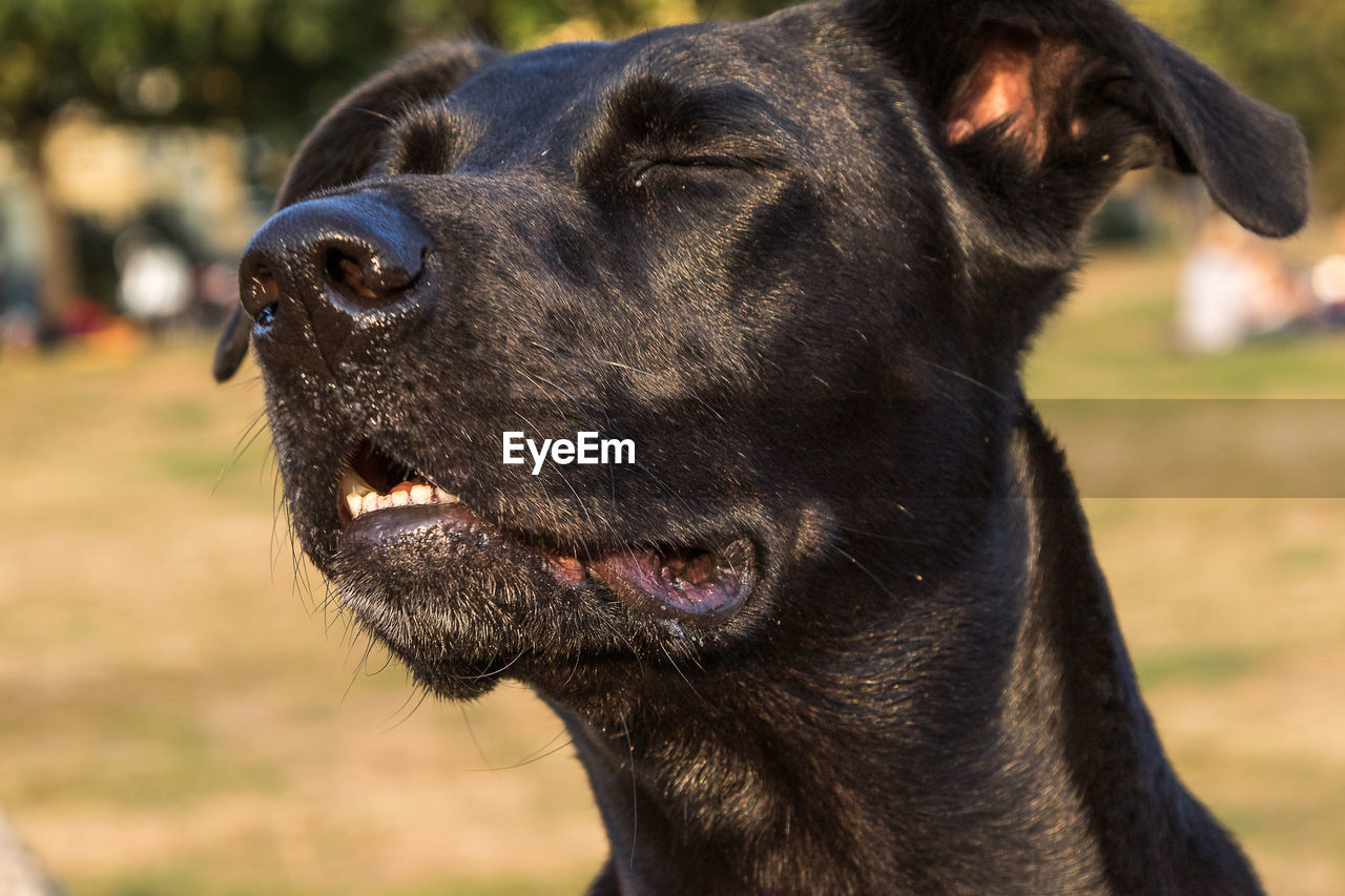 Close-up of black dog with eyes closed