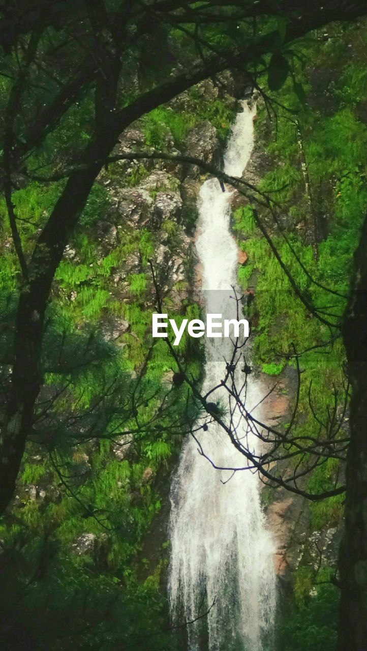 Water Tree Nature Forest Outdoors Day Growth Green Color No People Beauty In Nature Scenics