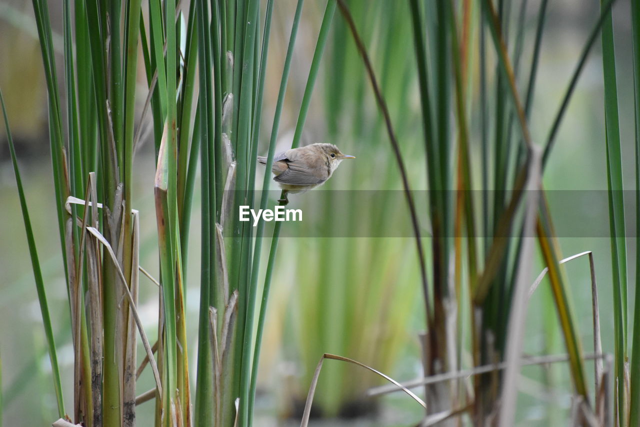 BIRD PERCHING ON GRASS